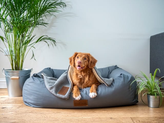 The Benefits of Quality Dog Beds