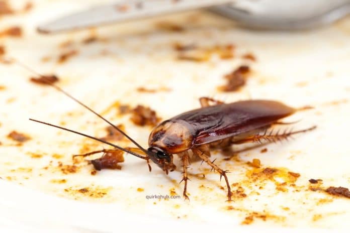 Cockroach Eating Habits and How to Prevent Infestations