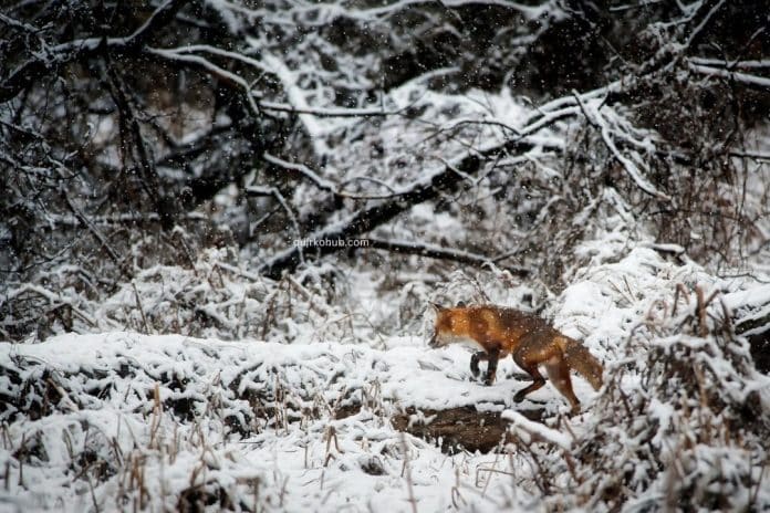 8 Must-Have Items for Every Hunter’s Gun Equipment Kit