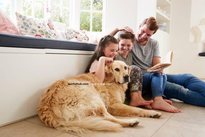 Creating a Happy and Stimulating Home for Your Pet