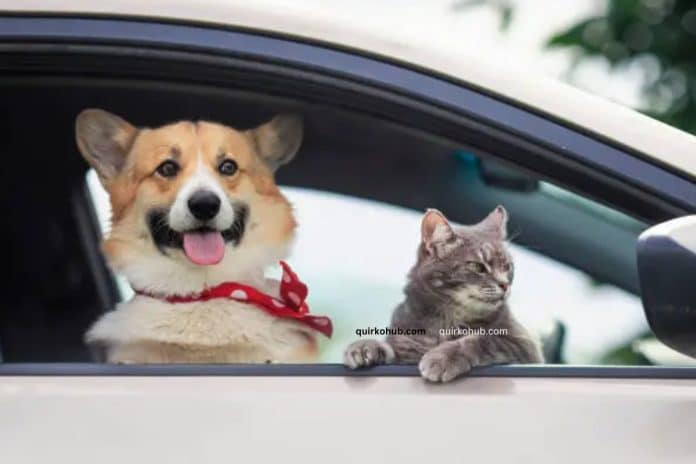 Traveling With Pets: How to Prepare for a Smooth Getaway