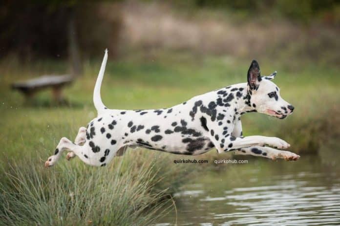 Are Dalmatians Aggressive Dogs?