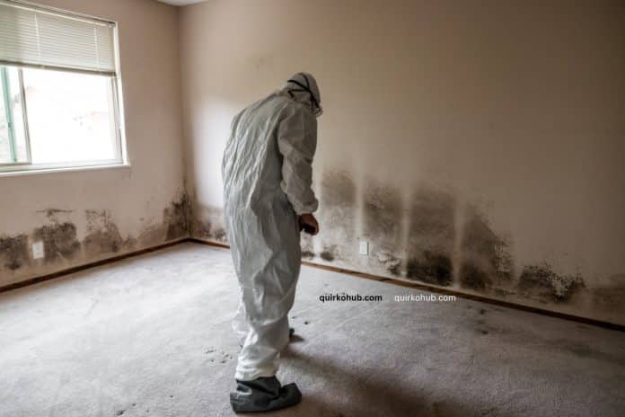 Mold Awareness: Safeguarding Your Home and Health