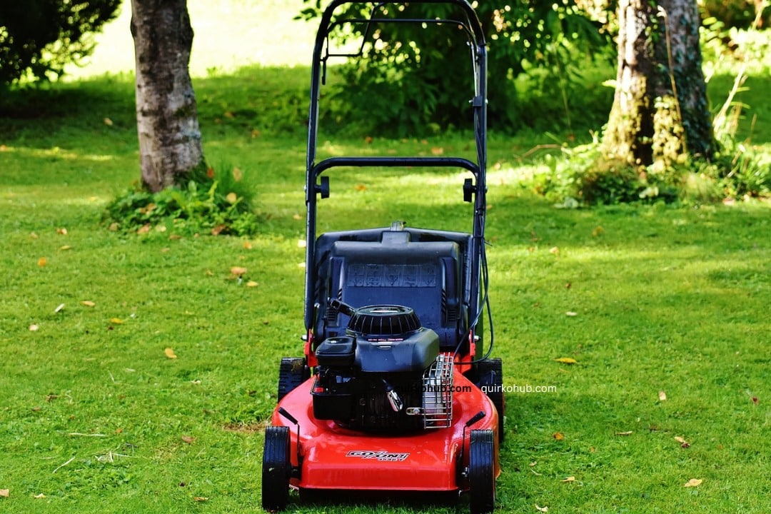 Pest Control and Lawn Diseases