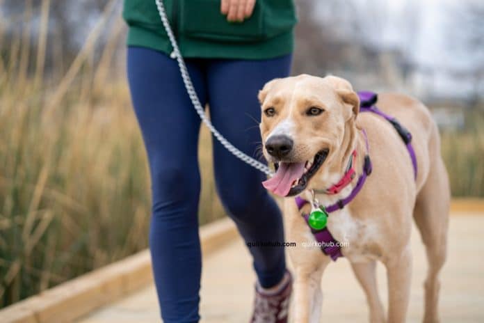 Smart Ways to Protect Your Dog from Outdoor Dangers