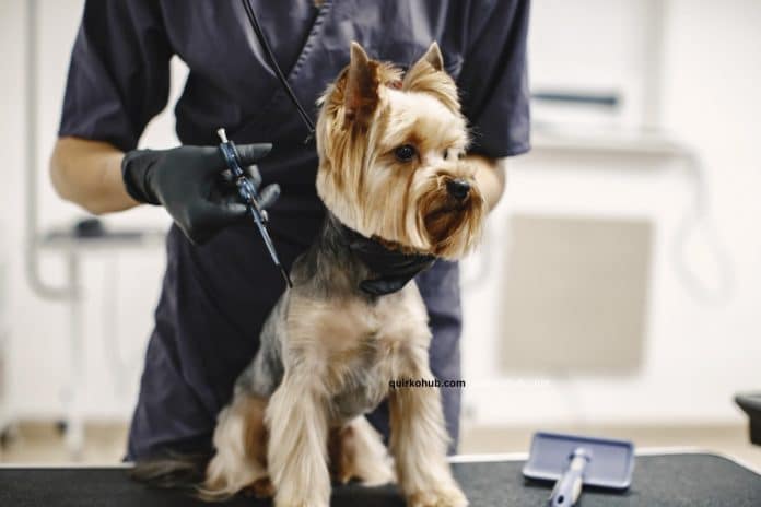 5 Signs You’re Ready to Run a Dog Grooming Franchise
