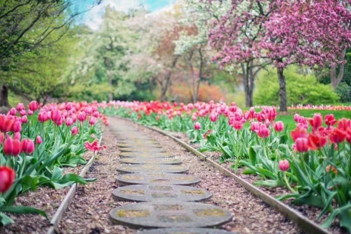 Landscape Design Services: Transform Your Outdoor Space